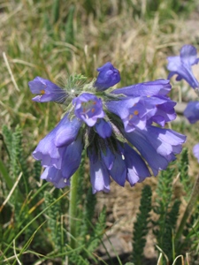 Polemonium viscosum